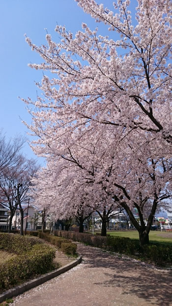 Cherry Blossoms in Takasaki city, 2017