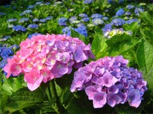 Monsoon season flowers, the Hydrangea