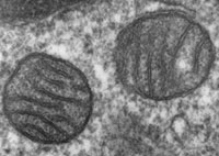 Two mitochondria from mammalian lung tissue displaying their matrix and membranes as shown by electron microscopy