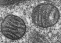 ミトコンドリアの電子顕微鏡写真。マトリックスや膜がみえる。